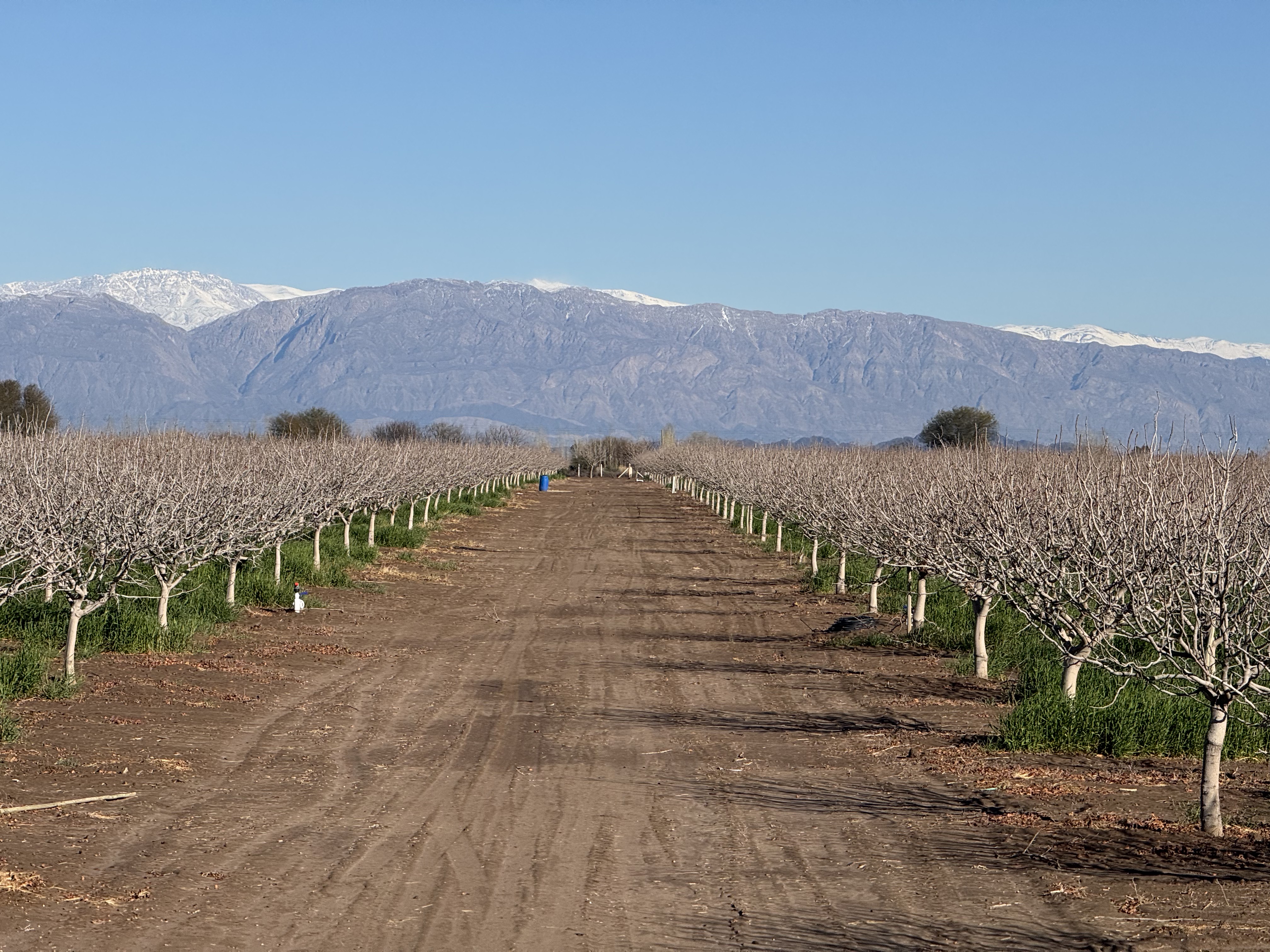 Hileras de pistachos en la finca de 25 de Mayo, San Juan, con la cordillera de los Andes al fondo