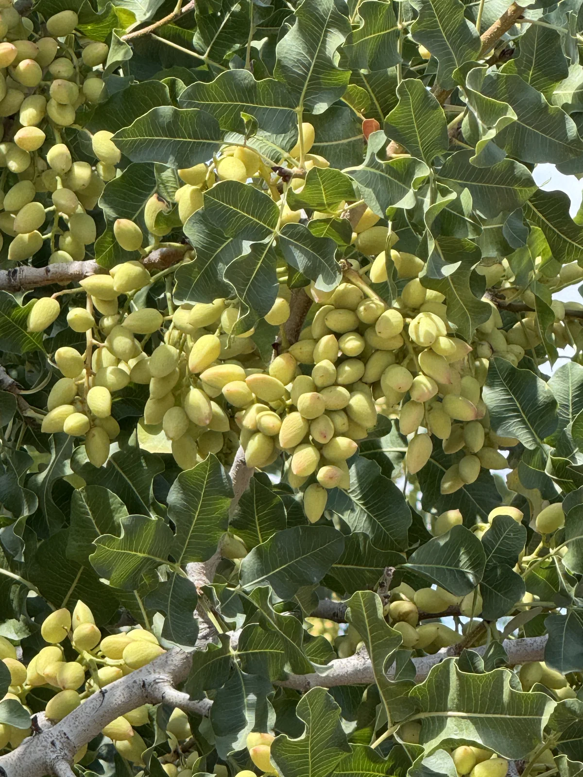 Racimos de pistachos creciendo en la plantación